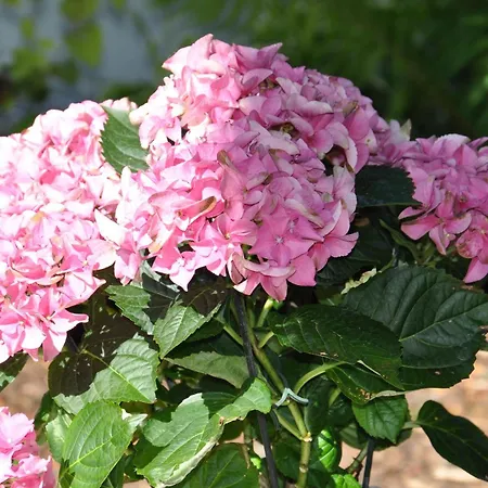 Fruehstueckspension Porranzl Hofamt Priel