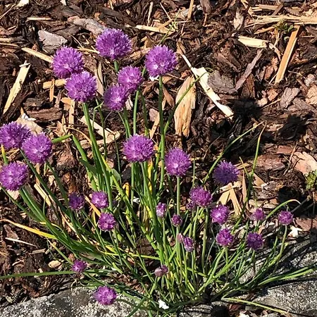 Fruehstueckspension Porranzl Persenbeug