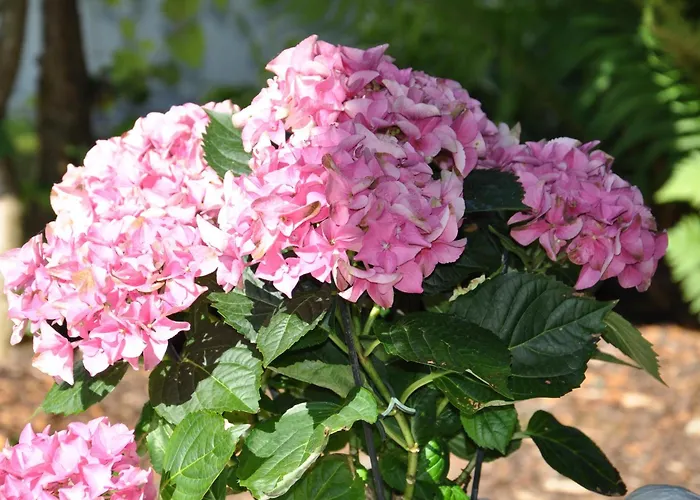 Fruehstueckspension Porranzl Hofamt Priel