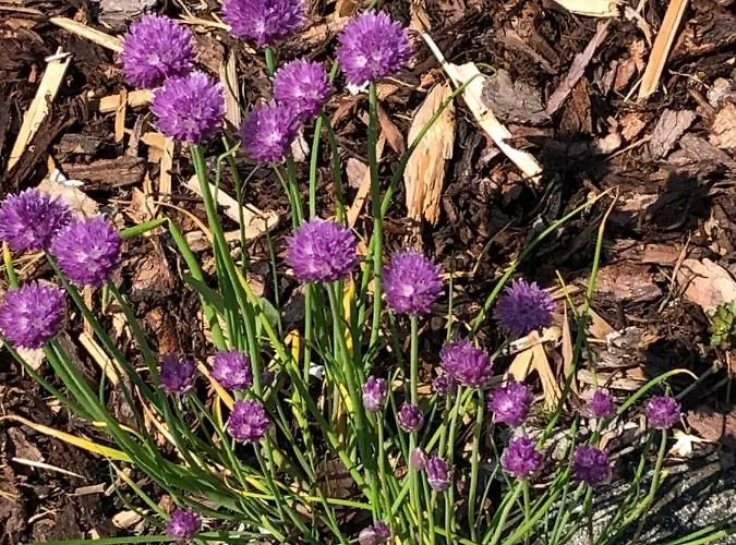 Fruehstueckspension Porranzl Hofamt Priel